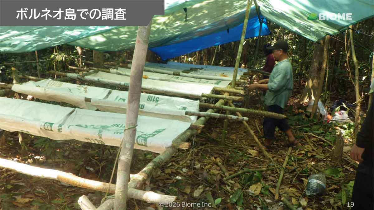 ボルネオ島での調査